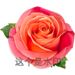 红玫瑰2(静态)