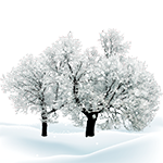 初雪(声音)