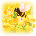 油菜花(声音)