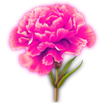 鲜花单个