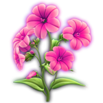 鲜花多个