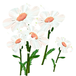 小花花(声音)
