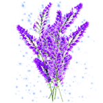 薰衣草花园(声音)